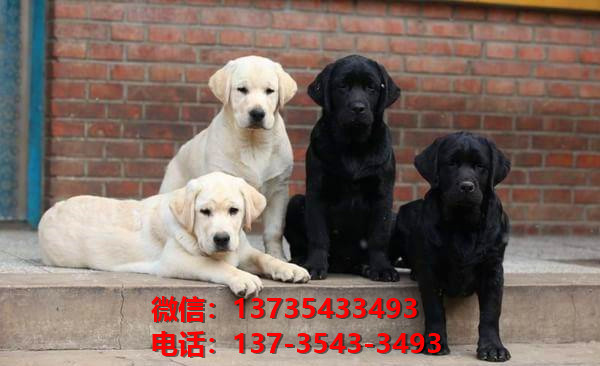 蚌埠宠物狗狗犬舍出售纯种拉布拉多幼犬卖狗买