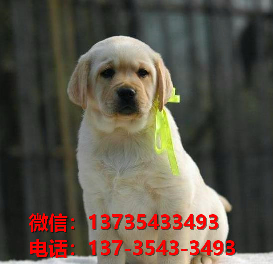 新余宠物狗狗领养纯种拉布拉多幼犬网上买狗卖狗地方在哪里有狗市场