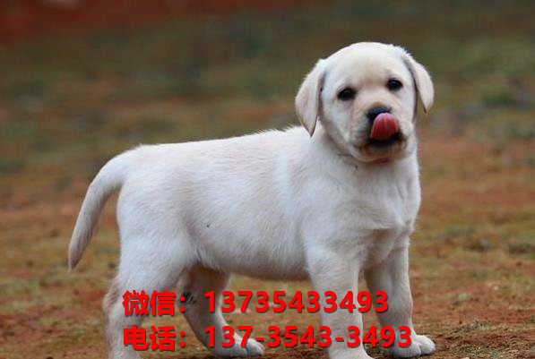 信阳宠物狗犬舍出售纯种拉布拉多犬网上卖狗买