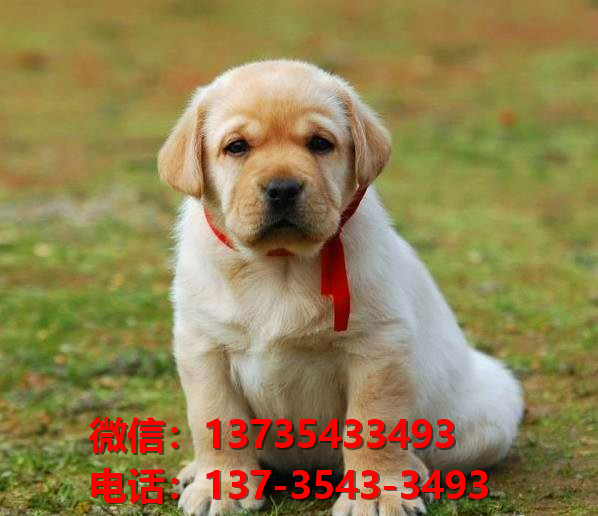 常德宠物狗犬舍出售纯种拉布拉多犬网上买狗卖