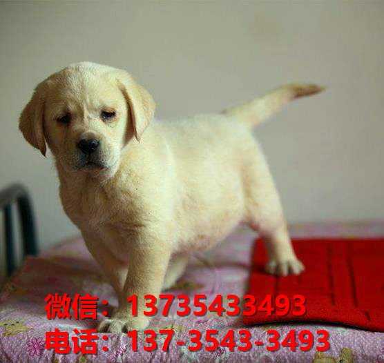 郑州宠物狗犬舍领养纯种拉布拉多犬网上卖狗买