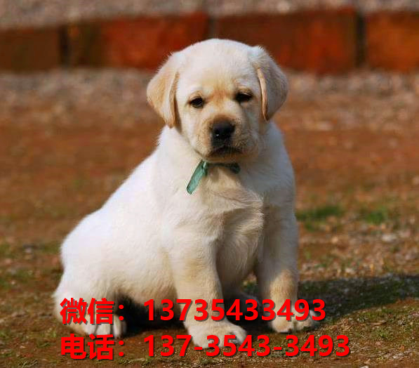 阳江宠物狗犬舍出售纯种拉布拉多犬网上卖狗买