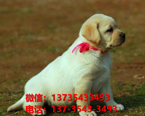 随州宠物狗犬舍领养纯种拉布拉多犬卖狗买狗地