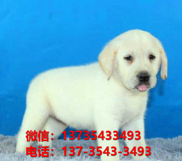 厦门宠物狗狗犬舍出售纯种拉布拉多犬多少钱价