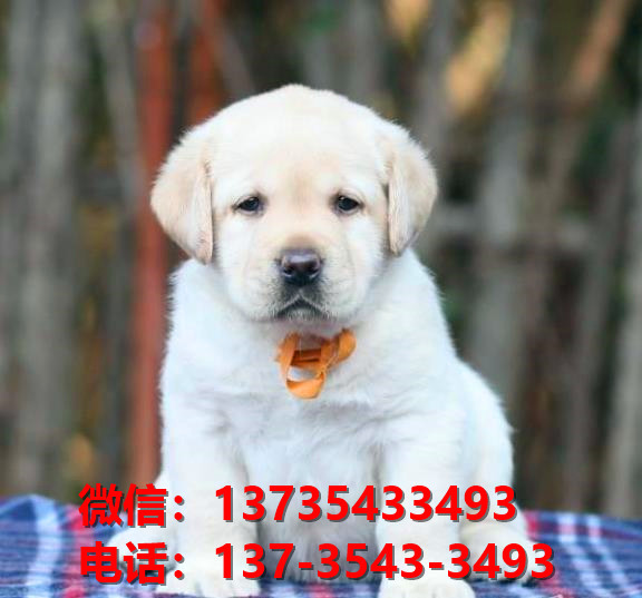 昭通宠物狗狗犬舍出售纯种拉布拉多犬卖狗买狗领养狗市场在哪
