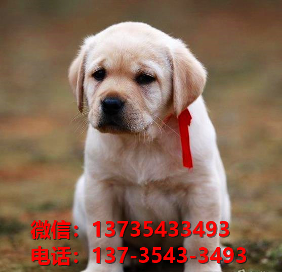 文山宠物狗狗犬舍出售纯种拉布拉多犬卖狗买狗