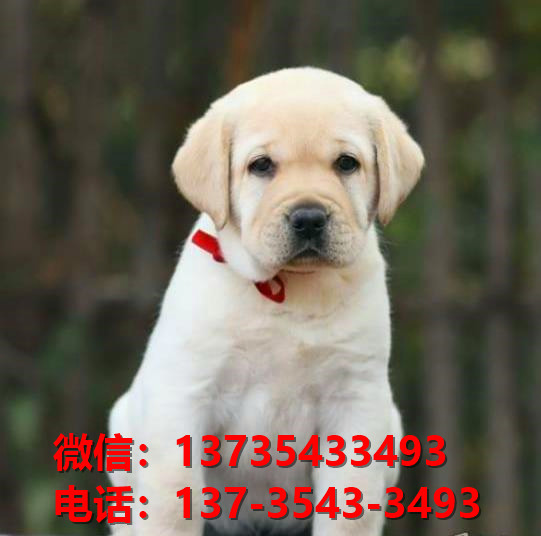红河宠物狗狗犬舍出售纯种拉布拉多犬网上卖狗买狗地方在哪有狗市场领养