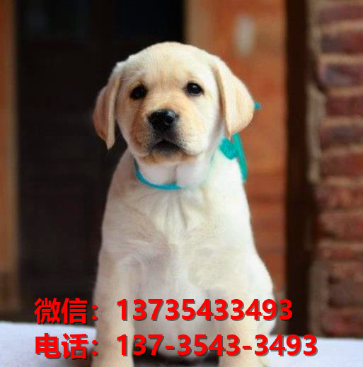 乐山宠物狗犬舍出售纯种拉布拉多犬网上卖狗买