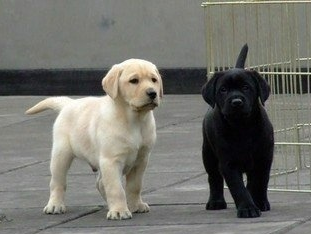 攀枝花卖拉布拉多攀枝花狗场常年出售纯种拉布