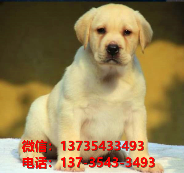 西安宠物狗狗犬舍出售纯种拉布拉多犬卖狗买狗