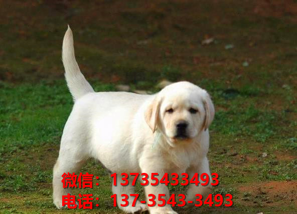 昭通宠物狗狗犬舍出售纯种拉布拉多犬卖狗买狗领养狗市场在哪