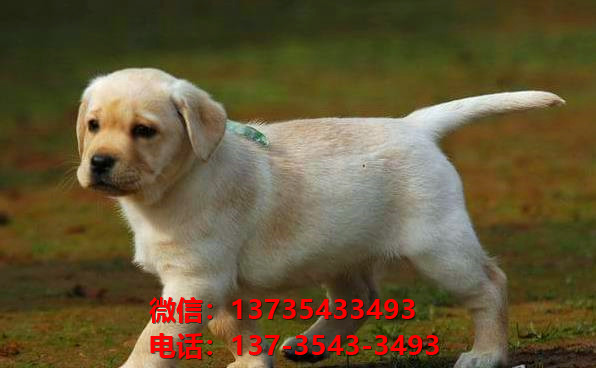 西安宠物狗狗犬舍出售纯种拉布拉多犬卖狗买狗地方在哪有狗市场领养