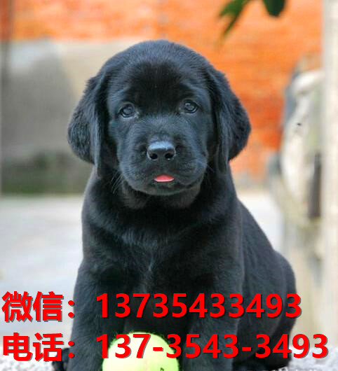 长沙犬舍出售纯种拉布拉多犬黑色拉布拉多幼犬