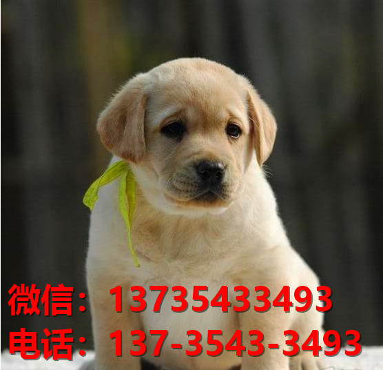 山东济南宠物狗狗犬舍出售纯种拉布拉多犬卖狗买狗地方子啊哪有狗市场领养