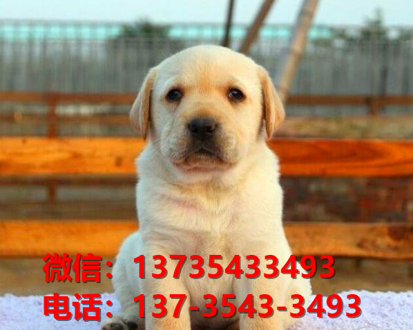 厦门犬舍出售纯种拉布拉多犬黑色拉布拉多幼犬