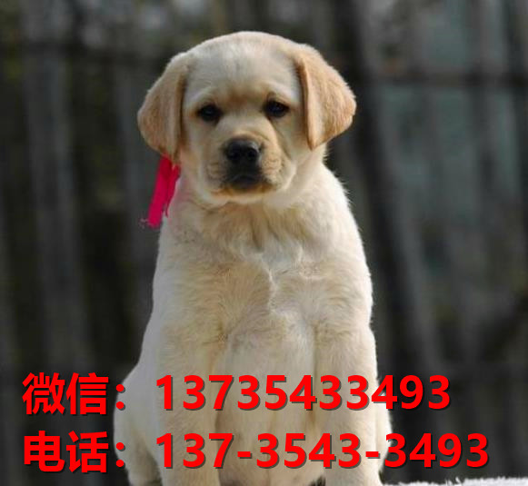 犬舍出售纯种拉布拉多犬黑色拉布拉多幼犬卖狗