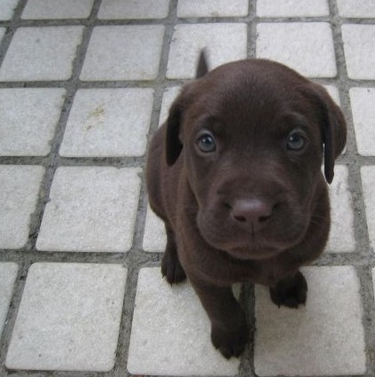 怒江买拉布拉多 福贡县买拉布拉多请联系我们