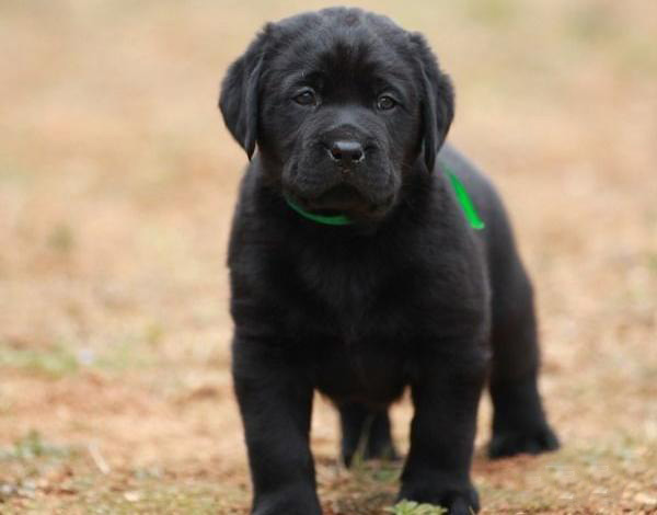 广州拉布拉多幼犬价格 实体养殖场多个热门品种出售