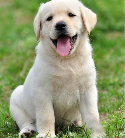 广州买狗 广州哪里有买狗靠谱 拉布拉多犬一只多少钱