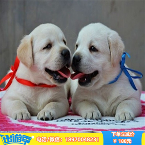 郑州本地养殖的纯种拉布拉多幼犬出售开售
