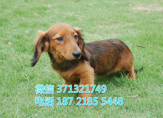 深圳犬舍出售，腊肠犬品相好 犬舍直销 深圳犬舍在哪里 