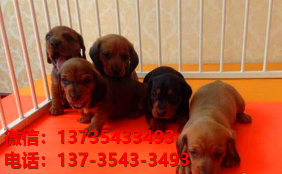 重庆犬舍出售纯种腊肠犬宠物狗市场在哪卖狗哪里有狗场买狗