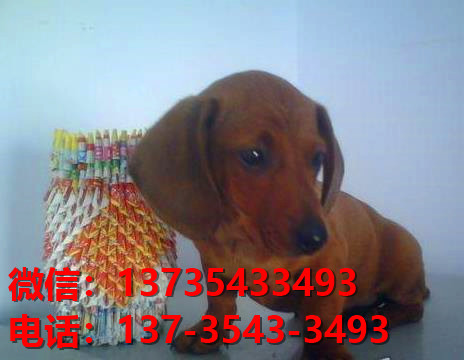 南京犬舍出售纯种腊肠犬宠物狗市场在哪卖狗哪