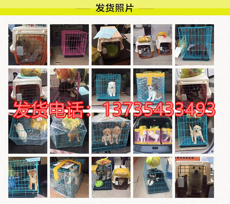 重庆犬舍出售纯种腊肠犬宠物狗市场在哪卖狗哪里有狗场买狗