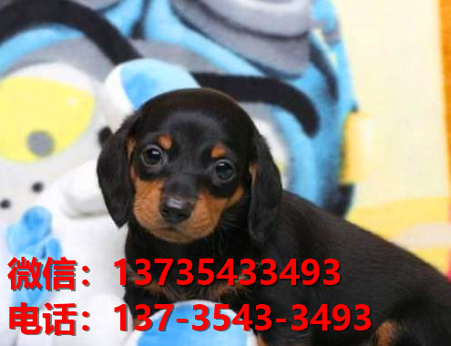 湖北武汉犬舍出售纯种腊肠犬宠物狗市场在哪卖狗哪里有狗场买狗