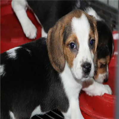 黄冈哪里有卖比格犬 比格幼犬猎兔犬 比格黄白