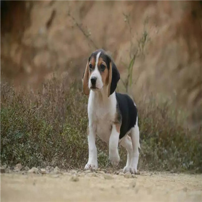 静安哪里有卖比格犬 比格幼犬猎兔犬 比格黄白花纯种健康多少钱 比格犬舍