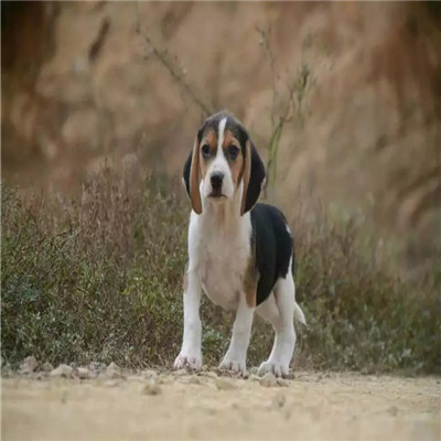 静安哪里有卖比格犬 比格幼犬猎兔犬 比格黄白花纯种健康多少钱 比格犬舍