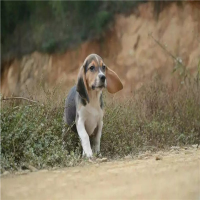 平凉哪里有卖比格犬 比格幼犬猎兔犬 比格黄白