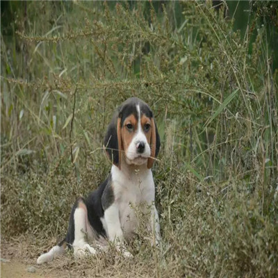 宜昌哪里有卖比格犬 比格幼犬猎兔犬 比格黄白花纯种健康多少钱 比格犬舍