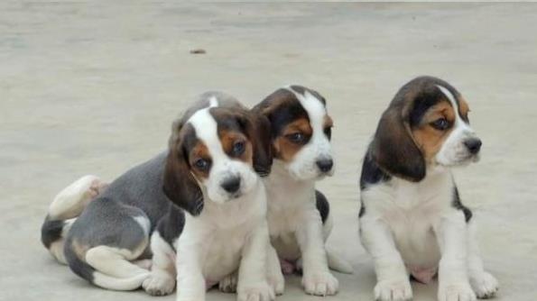 贵阳犬舍出售猎兔犬比格犬宠物狗市场卖狗买狗