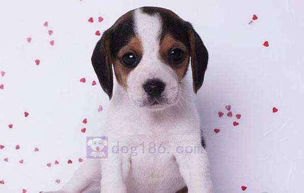 石家庄犬舍出售猎兔犬比格犬宠物狗市场卖狗买