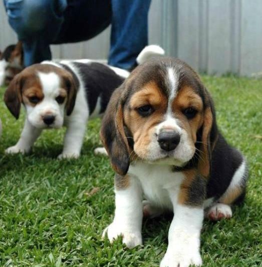 济南犬舍出售猎兔犬比格犬宠物狗市场卖狗买狗