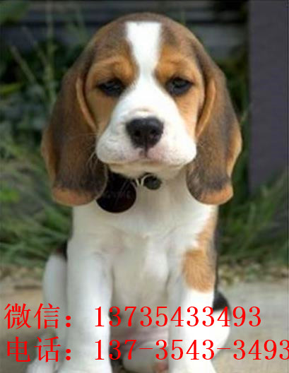 青岛犬舍出售猎兔犬比格犬宠物狗市场卖狗买狗