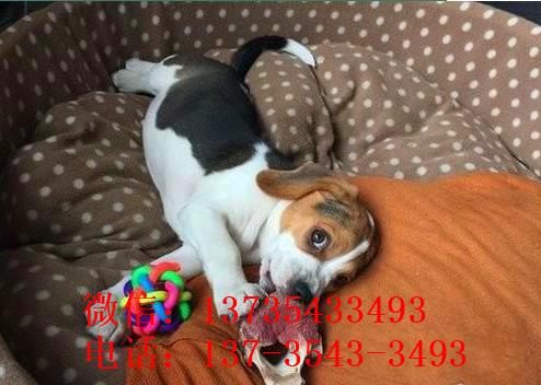 南宁犬舍出售猎兔犬比格犬宠物狗市场卖狗买狗