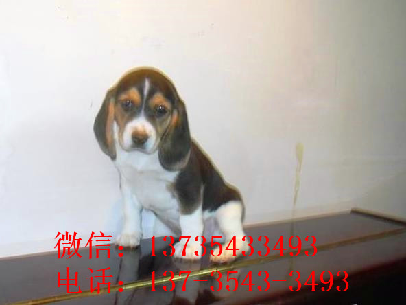 深圳犬舍出售猎兔犬比格犬宠物狗市场卖狗买狗