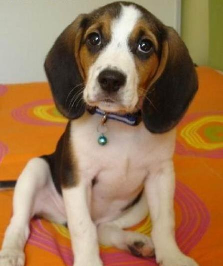 南宁犬舍出售猎兔犬比格犬宠物狗市场卖狗买狗