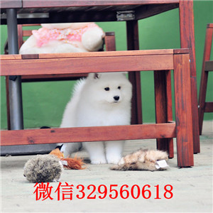 铁岭罗威纳多少钱一只出售纯种德系罗威纳罗威纳幼犬狗场罗威纳长多大