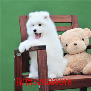 内江哪里有卖罗威纳犬出售纯种德系罗威纳哪里有精品罗威纳罗威纳图片