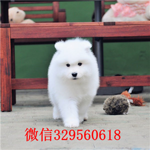 内江哪里有卖罗威纳犬出售纯种德系罗威纳哪里有精品罗威纳罗威纳图片