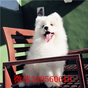 内江哪里有卖罗威纳犬出售纯种德系罗威纳哪里有精品罗威纳罗威纳图片