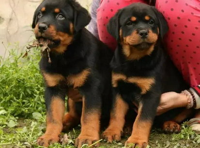 广南卖罗威纳广南买罗威纳广南狗场长期出售纯