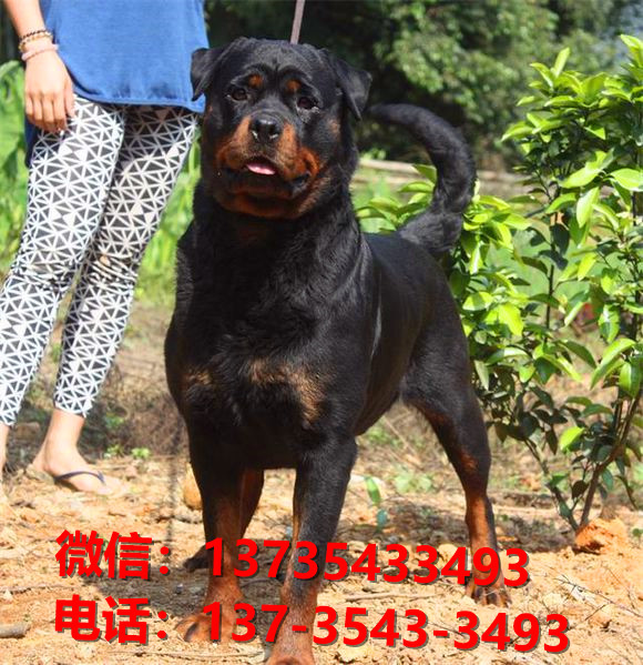 楚雄犬舍出售纯种罗威纳犬防暴犬大型犬宠物狗
