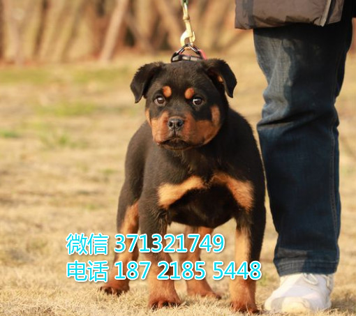 天津狗狗 罗威纳出售 天津特价犬舍 全国发货