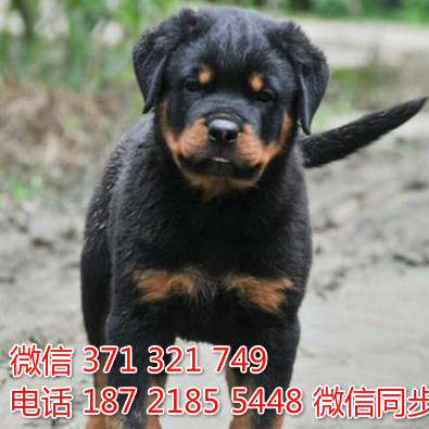 狗场批发零售泰迪犬博美犬比熊犬巴哥罗威纳宠物狗狗貌