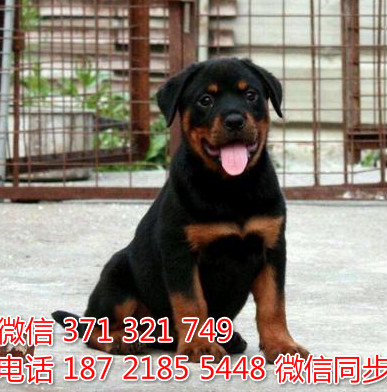 狗场批发零售泰迪犬博美犬比熊犬巴哥罗威纳宠物狗狗当